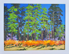 Holkham Pines from the Beach