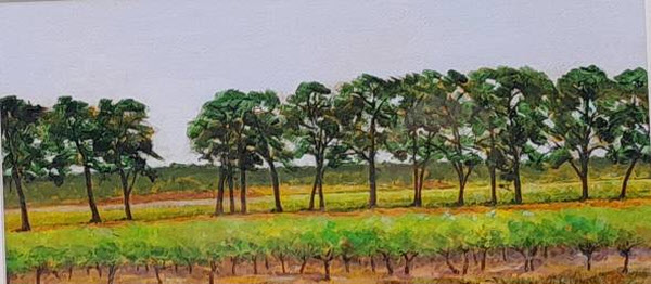 Vines and Pines, France